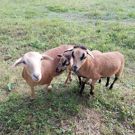 Apartamento Marókahegy *